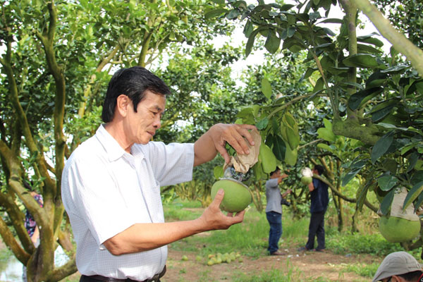 gap “cha de” cua chanh khong hat va “phu thuy” buoi ho lo hinh anh 1