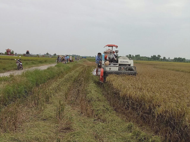 hai phong: hang nghin chien si giup dan thu hoach lua mua chay bao hinh anh 3