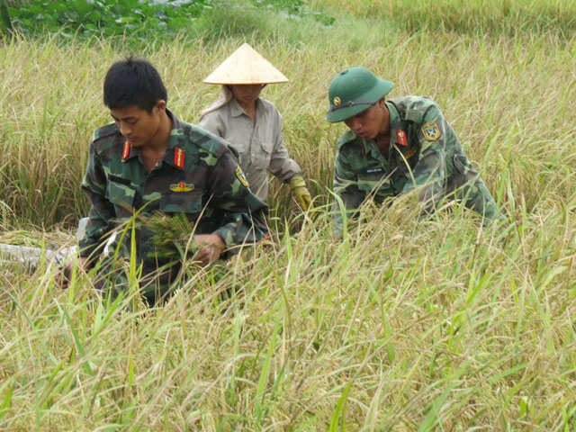 hai phong: hang nghin chien si giup dan thu hoach lua mua chay bao hinh anh 1