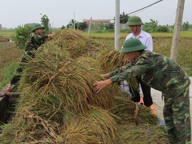 hai phong: hang nghin chien si giup dan thu hoach lua mua chay bao hinh anh 6