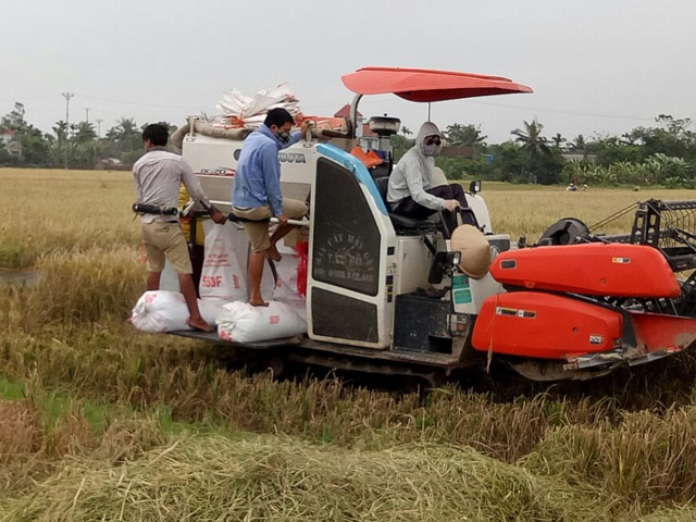 hai phong: hang nghin chien si giup dan thu hoach lua mua chay bao hinh anh 2