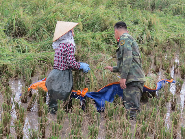 hai phong: hang nghin chien si giup dan thu hoach lua mua chay bao hinh anh 8