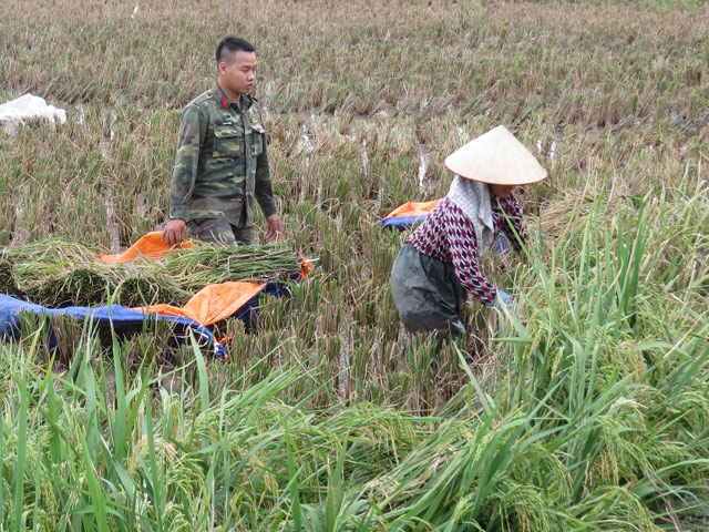 hai phong: hang nghin chien si giup dan thu hoach lua mua chay bao hinh anh 7