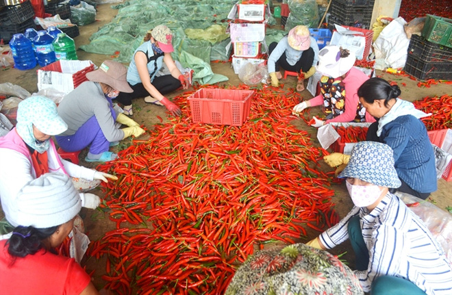 ot tang gia manh, nguoi trong trung lon hinh anh 1