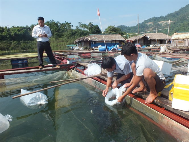 cá lăng