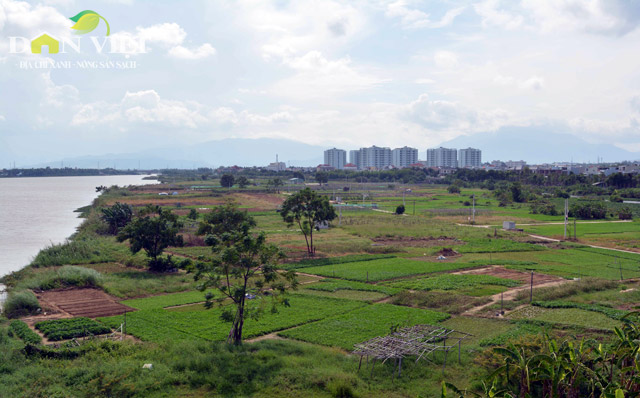 vua rau sach vietgap “khung” nhat da thanh co gi dac biet? hinh anh 2