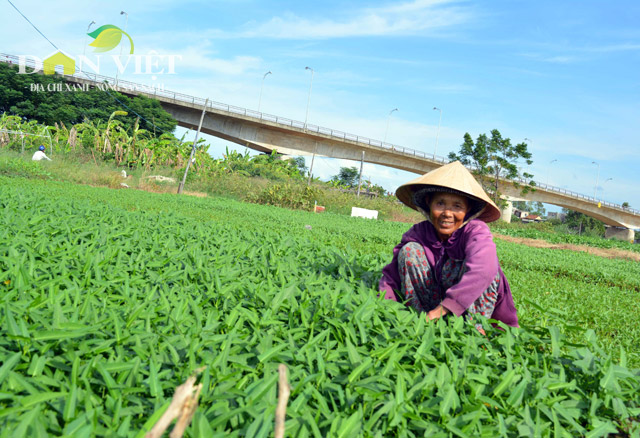 vua rau sach vietgap “khung” nhat da thanh co gi dac biet? hinh anh 10