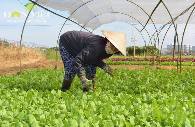 vua rau sach vietgap “khung” nhat da thanh co gi dac biet? hinh anh 1