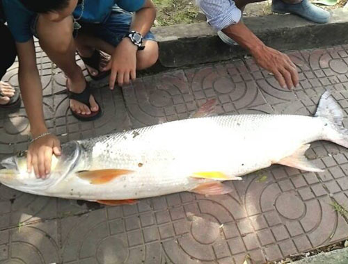 can canh “thuy quai song da” mac cau can thu hai phong hinh anh 2