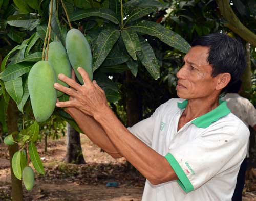 dbscl: thuong lai “ngoanh mat”, xoai rot gia the tham hinh anh 1