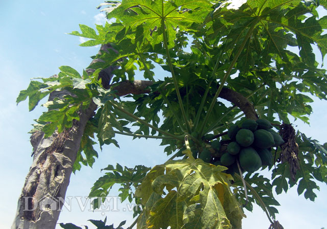 bat ngo cay du du nam nghieng van cho triu qua hinh anh 2