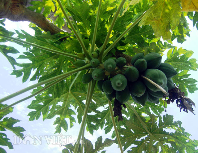 bat ngo cay du du nam nghieng van cho triu qua hinh anh 3