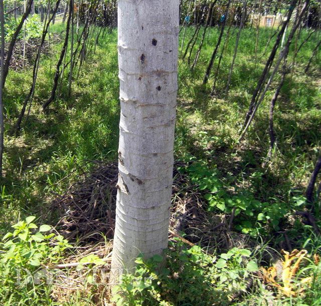 bat ngo cay du du nam nghieng van cho triu qua hinh anh 4