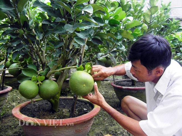 buoi canh tien trieu ruc rich 