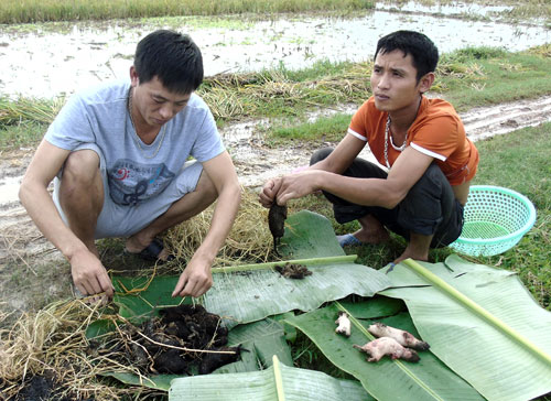 san chuot dong kieu 