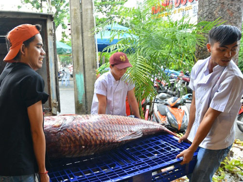 tan thay ca “khung”, phai 3 nguoi khieng o sai gon hinh anh 2