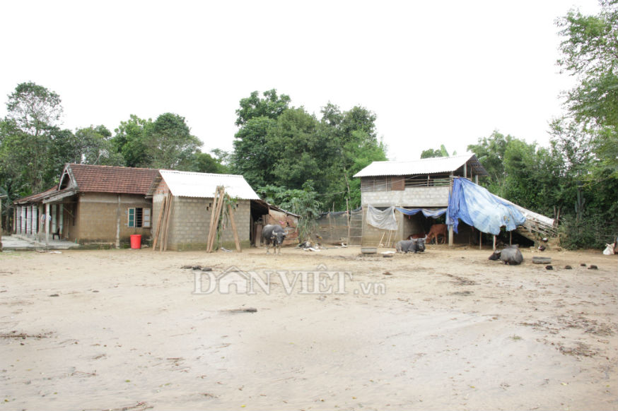 xay “nha lau” cho trau, bo o: sieu huu hieu khi mua lu hinh anh 2