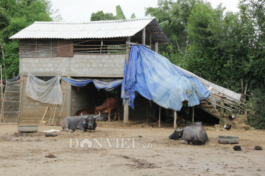 xay “nha lau” cho trau, bo o: sieu huu hieu khi mua lu hinh anh 1