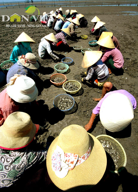 ngao bai trieu quynh luu nuoi tha tu nhien beo may hinh anh 1