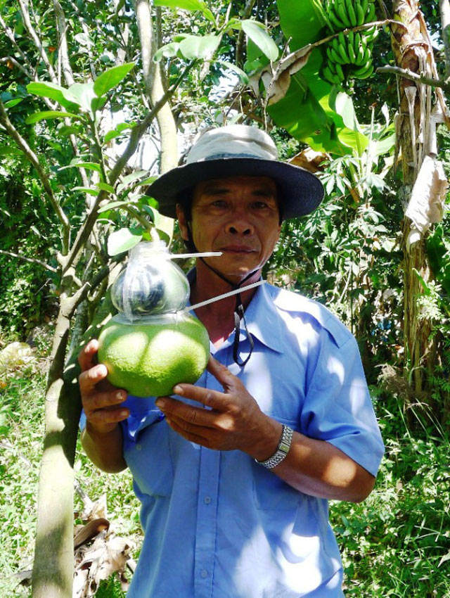 dbscl: nam nay, trai cay doc, la trung tet se hiem hang hinh anh 1