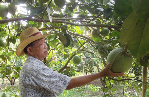 "Bộ sưu tập" quả không hạt giúp nông dân Việt làm giàu không khó