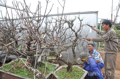 dao tien vua chua ra hoa duoc dai gia ha noi bo nghin do “mua dut” hinh anh 2