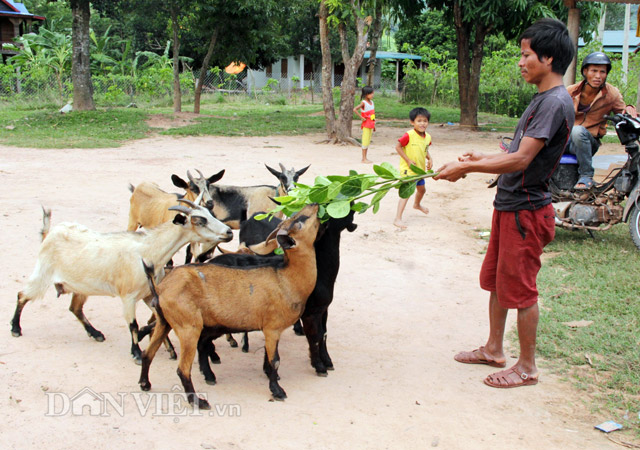 lan loi len ban “san” dac san de nui an tet hinh anh 7