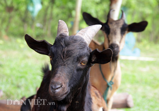 lan loi len ban “san” dac san de nui an tet hinh anh 5