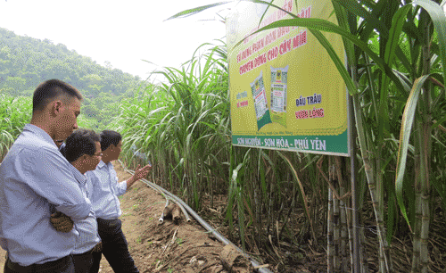 ap dung tuoi nho giot, mia tang nang suat gap doi hinh anh 2