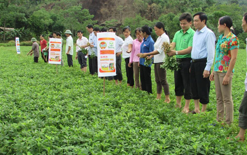 tang nang suat, giam chi phi dau tu nho bon phan n-p-k-si hinh anh 1