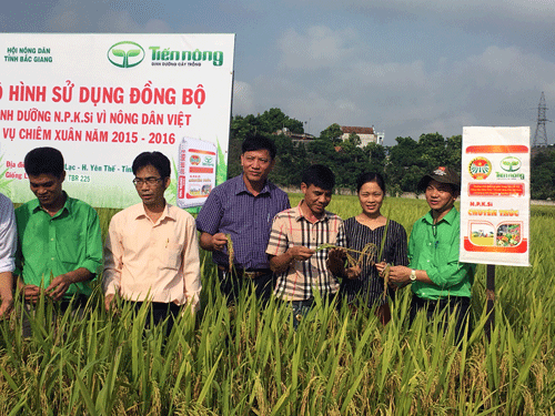 nha nong bac giang huong loi voi phan bon tra cham hinh anh 1