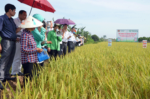 giam dung thuoc sau nho phan bon tot hinh anh 1