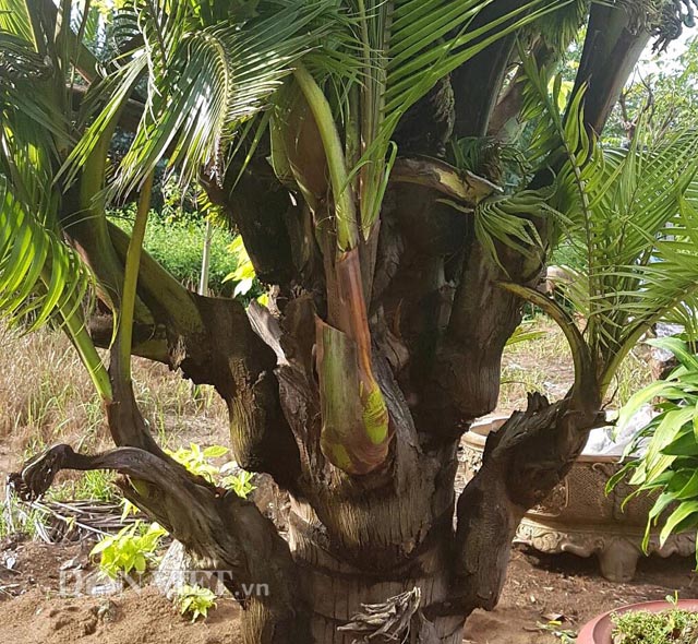 dua tro ra cay con sieu la o ben tre hinh anh 6