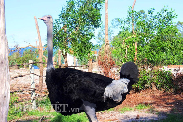 tiet lo “chuyen yeu” cua cap da dieu de trung deu nhu gieo hinh anh 6