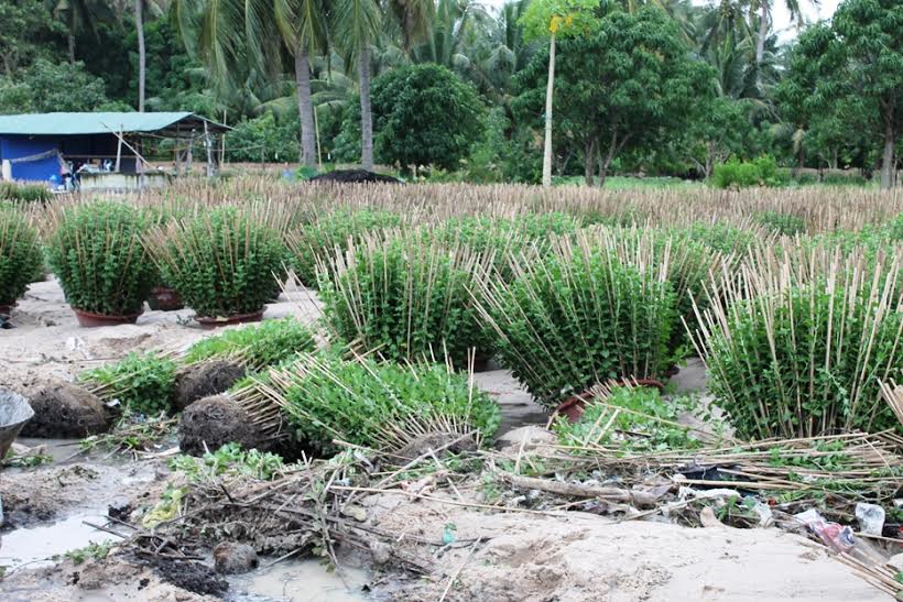 khanh hoa: hau mua lu, nha vuon trong hoa cuc ban tet 