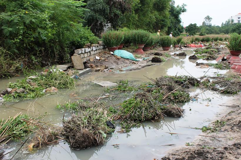 khanh hoa: hau mua lu, nha vuon trong hoa cuc ban tet 