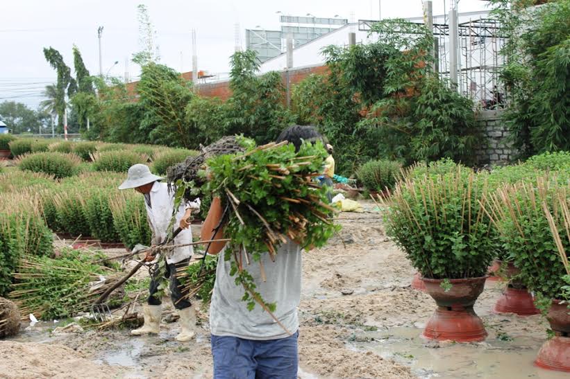 khanh hoa: hau mua lu, nha vuon trong hoa cuc ban tet 