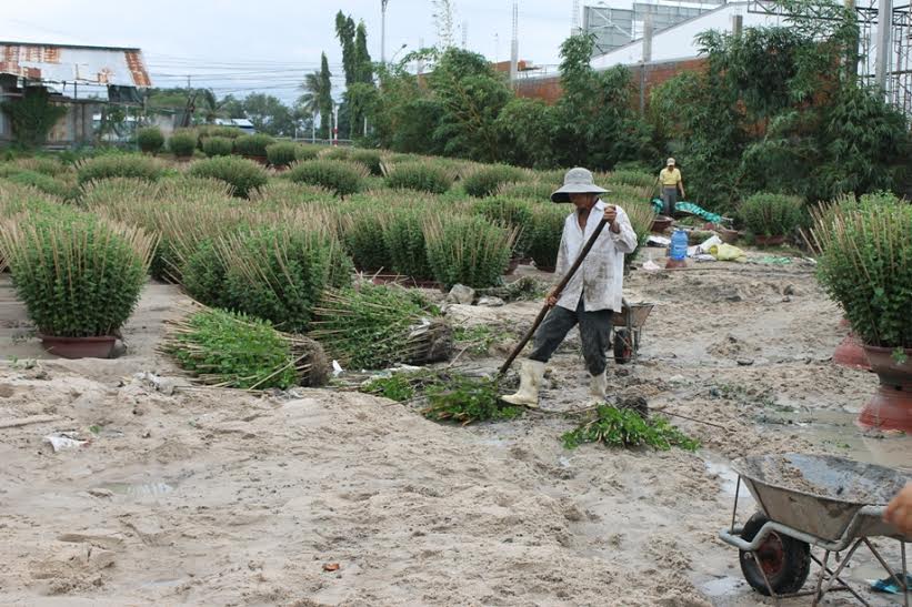 khanh hoa: hau mua lu, nha vuon trong hoa cuc ban tet 