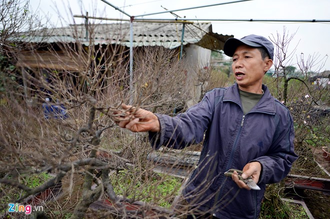 Vườn mai trắng hàng trăm triệu đồng ở Hà Nội - Ảnh 2.