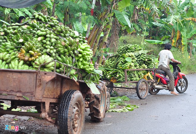 Mùa thu hoạch trên núi đá ở vương quốc chuối - Ảnh 13.