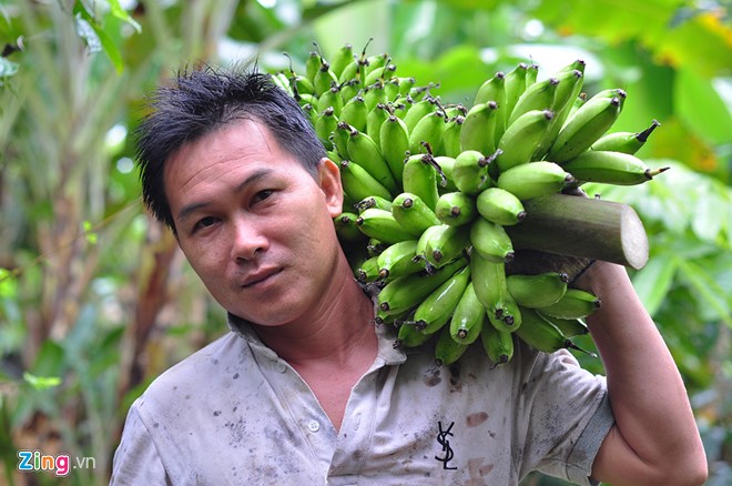 Mùa thu hoạch trên núi đá ở vương quốc chuối - Ảnh 6.