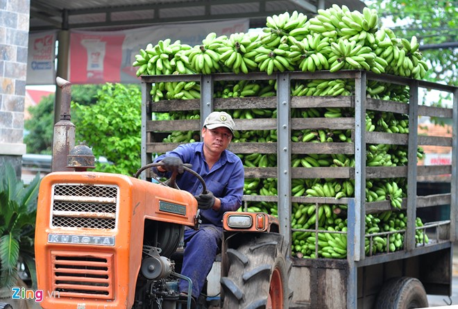 Mùa thu hoạch trên núi đá ở vương quốc chuối - Ảnh 8.