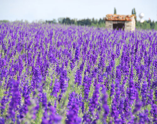 Trồng hoa violet