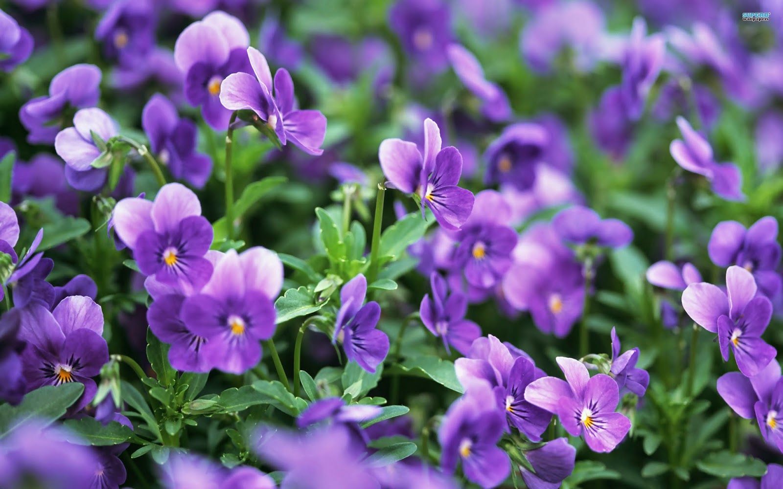 Trồng hoa violet