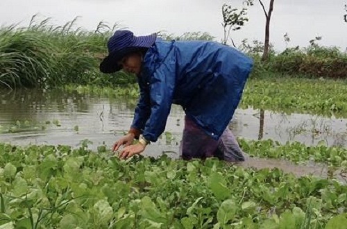 anh: nong dan xot xa mot rau, don ruong tren canh dong nat bay sau lu hinh anh 6