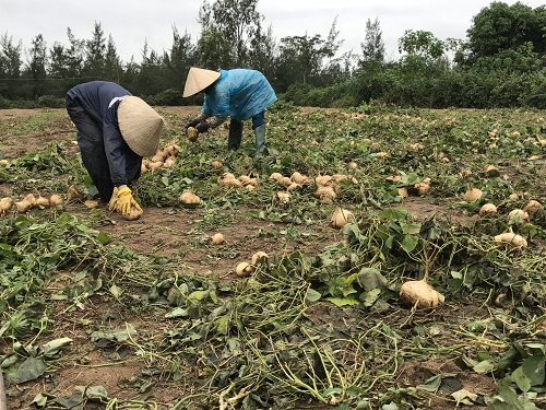 anh: nong dan xot xa mot rau, don ruong tren canh dong nat bay sau lu hinh anh 10