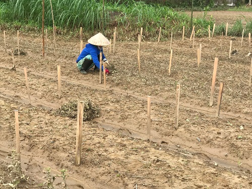 anh: nong dan xot xa mot rau, don ruong tren canh dong nat bay sau lu hinh anh 11