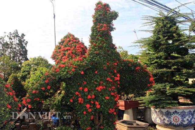 kieng ga quy hiem gia hang tram trieu dong moi cap hinh anh 1