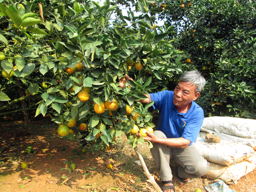 hoi cung ung phan bon tra cham, nong dan yen tam san xuat hinh anh 1