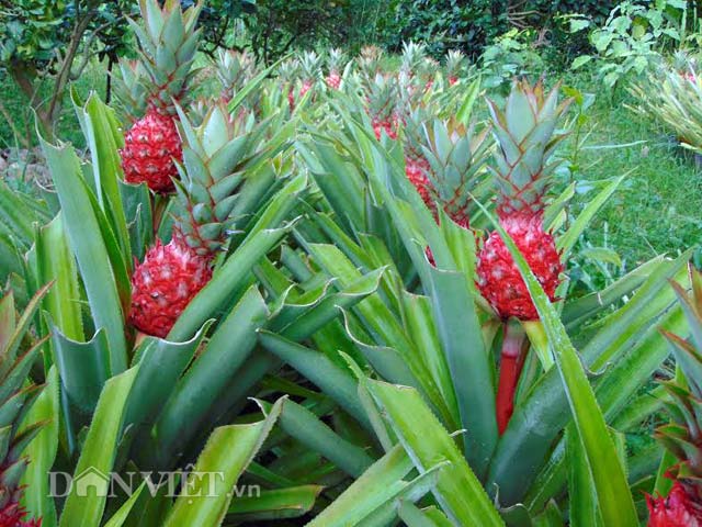 khom son chung tet: gia cao van “chay hang” hinh anh 3